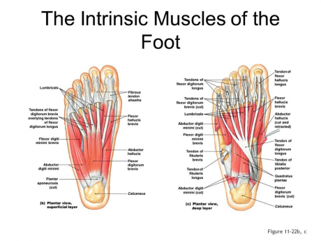 Intrinsic core muscles online