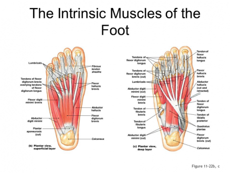 extrinsic foot muscles eversion