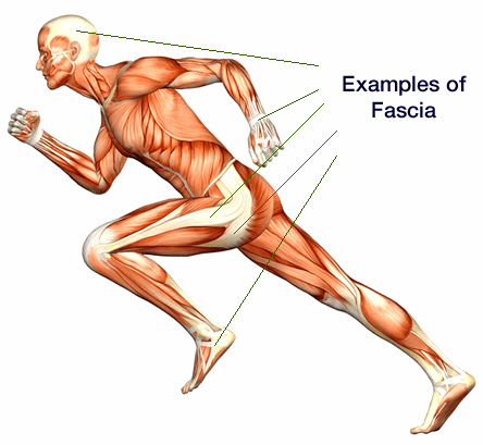 tfm_fascia_runningmuscleman