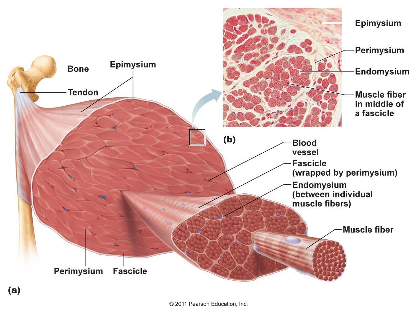 What Is Fascia Pure Physio What Is Fascia Pure Physio